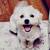 Female Maltese Shitzu Born April 1 with Vaccine 1 thumbnail