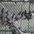 Pigeons 1 thumbnail