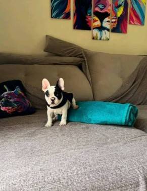 French Bulldog puppies ready for new homes 1