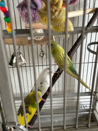 Jaula para pájaros (North Las Vegas)63860183098241121