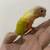 Conure parrot 7 thumbnail