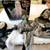 HUGE LOT - Halloween Decorations / Props 5 thumbnail