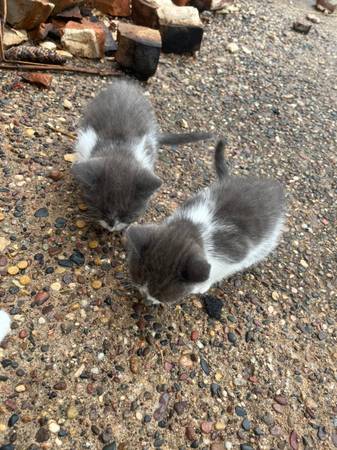 Free Kittens! 1