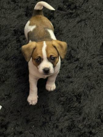 ***LOOKING FOR HER FOREVER HOME*** (santa rosa)63836591246849122