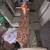 DINING ROOM SET 3 thumbnail