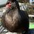 Black muscovy ducks(female) 8 thumbnail