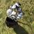 Assorted Golf Clubs, mainly woods/drivers & bag 1 thumbnail