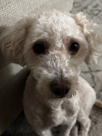 MISSING Maltipoo - Tito (Tierrasanta)