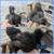 Silkies 10 thumbnail