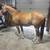 Horse 3 thumbnail