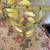 Glass Pitcher Lemonade Pitcher and 4 Glasses 4 thumbnail