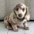 GreatDachshundPups 3 thumbnail