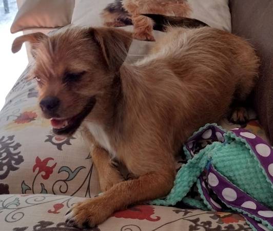 Puppy-Border Terrier (Miramar)64288908443265124