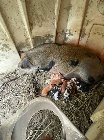 Heritage Breed Piglets 1