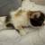 Persian Ragmuffin mix kitten Female 11 thumbnail