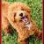 Mini Labradoodles 10 thumbnail