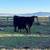 Bred registered black angus cows 13 thumbnail