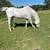Leopard Appaloosa Gelding 4 thumbnail