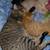 3 cats 3 thumbnail