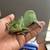 Reptiles for sale 4 thumbnail