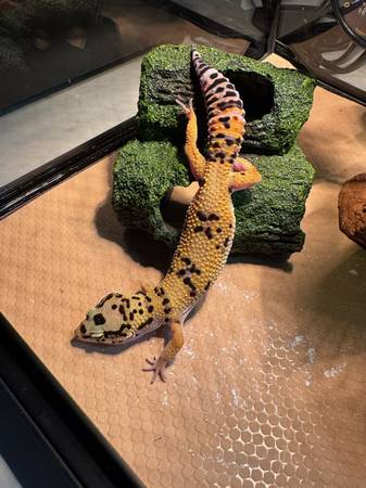 Adorable lizard is looking for home63853558160513120