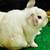 Holland Lop Rabbits 5 thumbnail