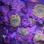 mushroom corals 4 thumbnail