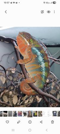 Hatch your own chameleon (Citrus Heights)63962707471490122