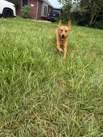 CACHORRO GRATIS (La Porte)