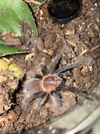Curly Hair Tarantula 1