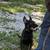German Shepherd Pup 5 thumbnail