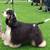 AKC Cocker Spaniel 6 thumbnail