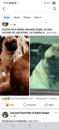 STOLEN DOG CHINESE PUG MALE (3390 Portland I'd Salem OR)63839339786499120