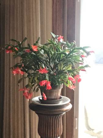 Christmas cactus 1