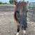 Grulla pinto miniature mare 3 thumbnail