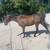 5 year old gelding 1 thumbnail