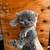 Persian Himalayan kittens 4 thumbnail