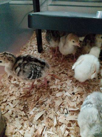 Turkey Chicks 1