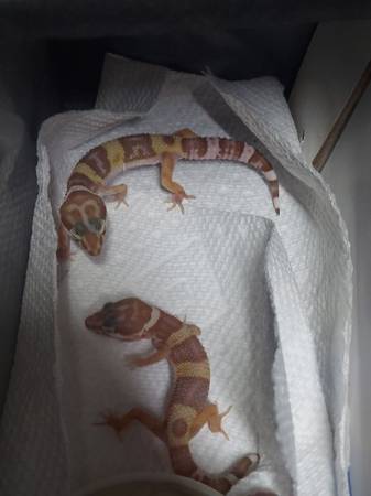 2 bell Albino juvenile leopard geckos 1