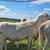 Sheep- St. Croix Registered and Commercial 2 thumbnail