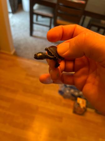 Tortuga bebé de cuello de serpiente de la isla Roti (Millard)63670824028675122