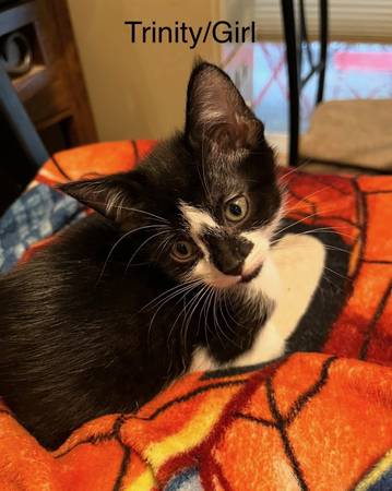 Free Great Kittens (Lynnwood)63869711512579123