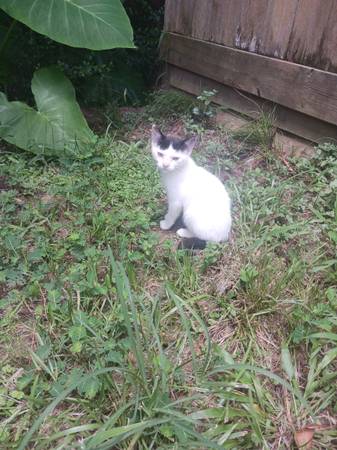 3 Kittens and mom cat need a home (Spring)