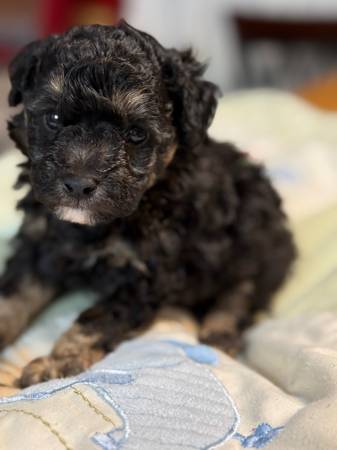Toy poodle pup (Lucedale)63920390694658124