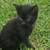 Beautiful Black Bombay Kittens 2 thumbnail