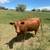 Dexter cow. 1 thumbnail