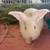 Tamuk Meat Rabbits 2 thumbnail