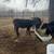 Calves black Angus 1 thumbnail