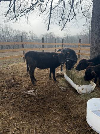 Calves black Angus 1