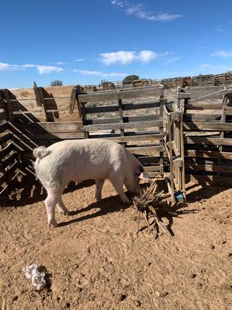 Pig 1